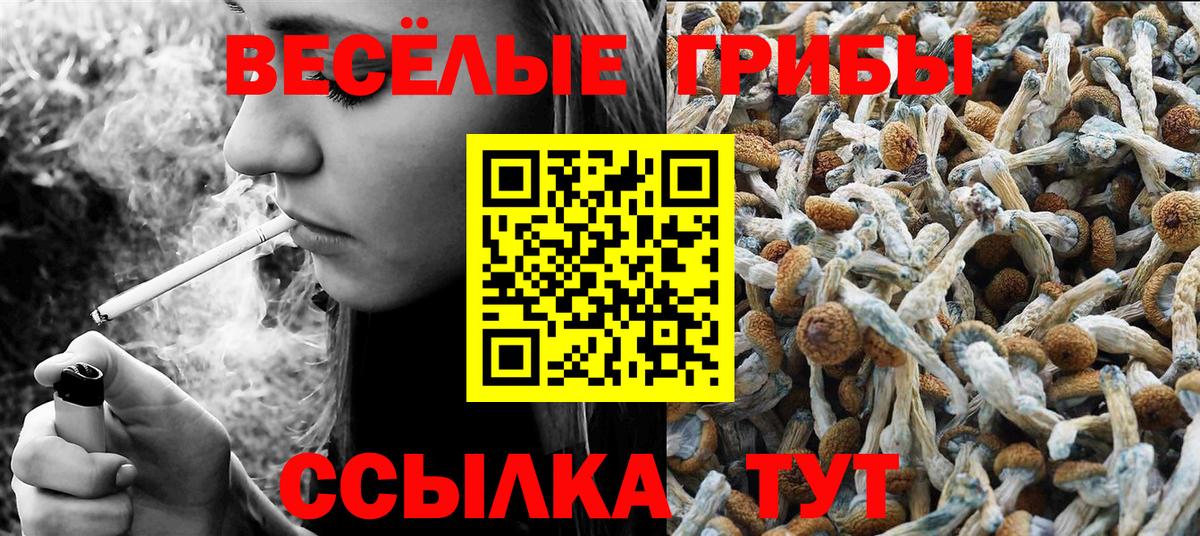 Галлюциногенные грибы Psilocybine cubensis Ртищево